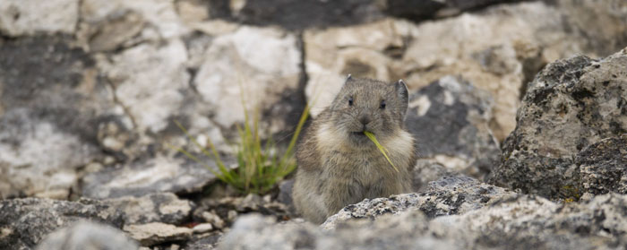 pika